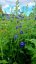 DELPHINIUM CULTORUM DELPHINITY F1 BLUE