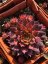 NETŘESK – SEMPERVIVUM GOLD RUSH