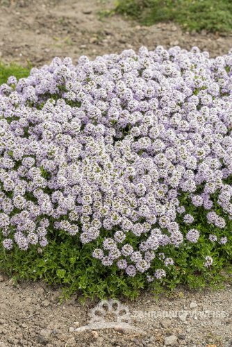 MATEŘÍDOUŠKA - THYMUS LONGICAULIS