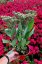 SEDUM TELEPHIUM MR GOODBUD