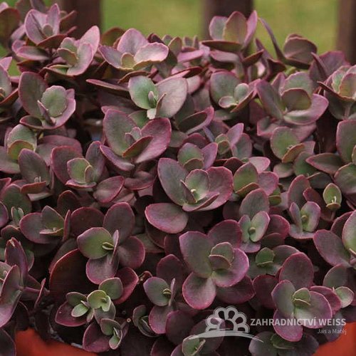 SEDUM SUNSPARKLER CHERRY TART®