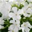 PHLOX PANICULATA EARLY WHITE ®