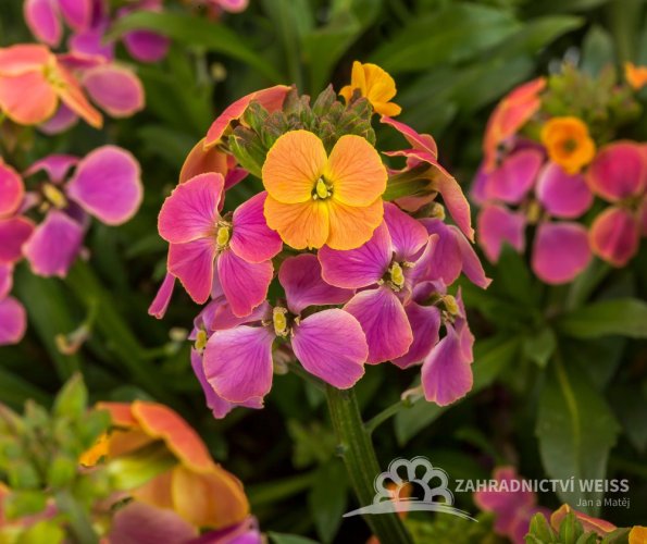 ERYSIMUM ERYSISTIBLE TRICOLOR