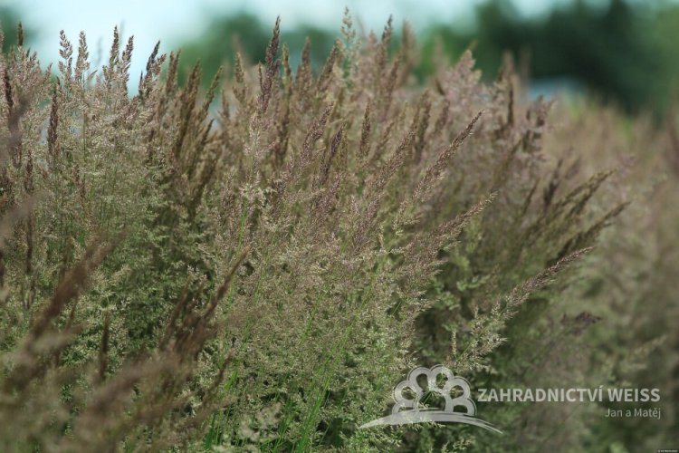 CALAMAGROSTIS x ACUTIFLORA KARL FOESTER