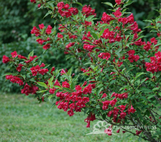 WEIGELA BRISTOL RUBY