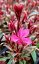 GAURA LINDHEIMERI GAMBIT VARIEGARA ROSE