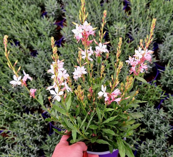 GAURA LINDHEIMERI - GRACEFUL WHITE