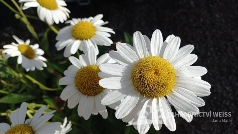 KOPRETINA - LEUCANTHEMUM VULGARE MAIKÖNIGIN