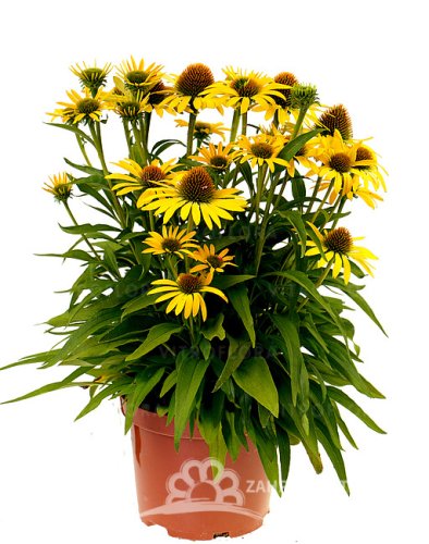 ECHINACEA PURP. FOUNTAIN YELLOW
