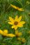 KRÁSNOOČKO - COREOPSIS VERTICILLATA ZAGREB
