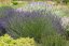 LEVANDULE PROSTŘEDNÁ - LAVANDULA PHENOMENAL
