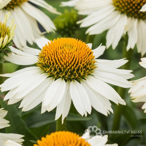 ECHINACEA MEDITATION WHITE