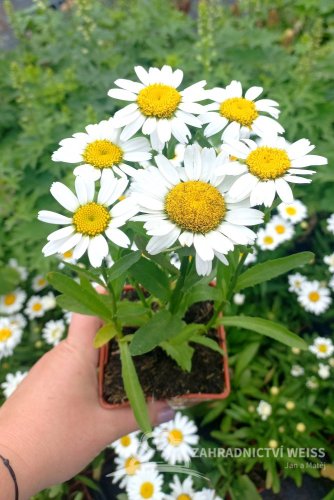 KOPRETINA TRPASLIČÍ - LEUCANTHEMUM MAXIMUM "SNOW LADY"