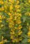 AGASTACHE KUDOS YELLOW