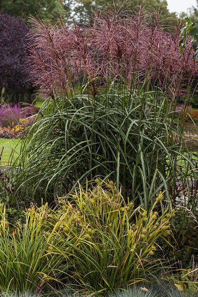 MISCANTHUS SINENSIS MALEPARTUS