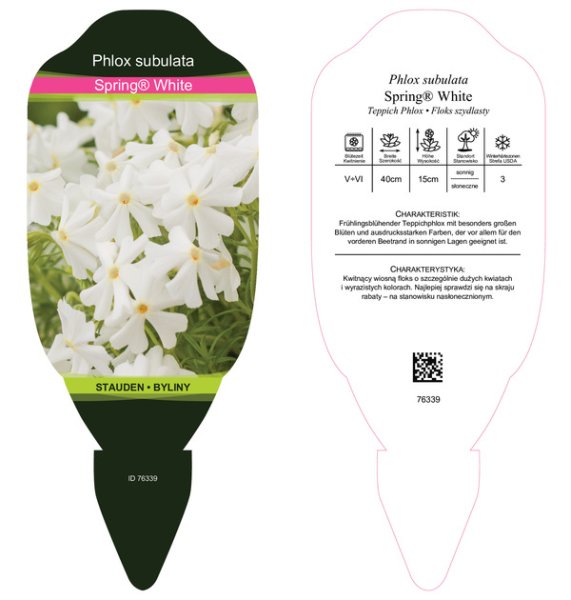 PHLOX SUBULATA - SPRING WHITE