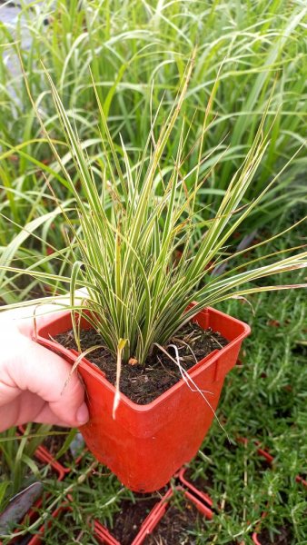 OSTŘICE - CAREX BRUNNEA ALBOLINEATA