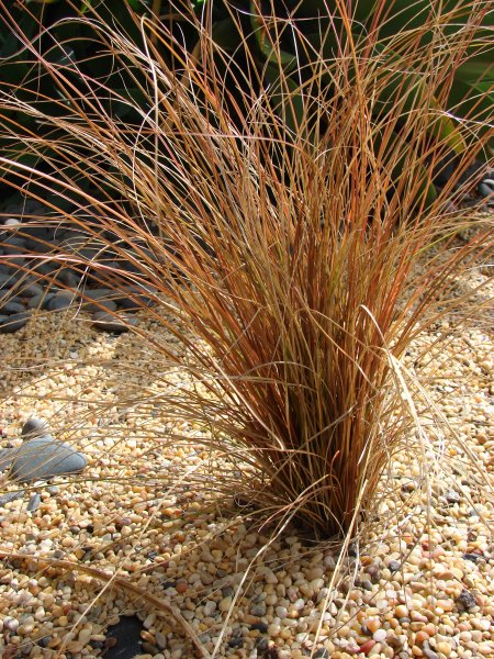 CAREX COMANS  BRONCO