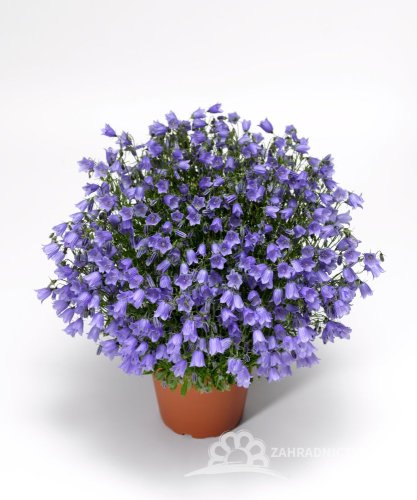 ZVONEK LŽIČKOLISTÝ - CAMPANULA SWINGING BELLS BLUE