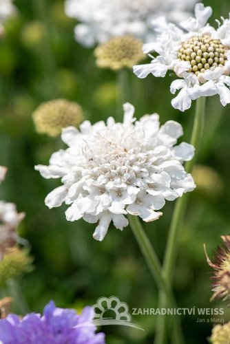 HLAVÁČ - SCABIOSA FLUTTER PURE WHITE