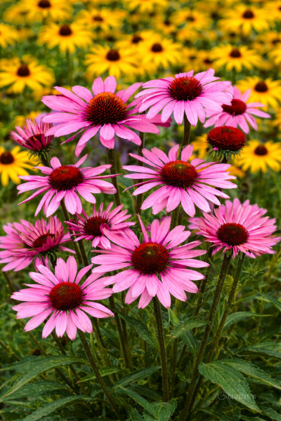 ECHINACEA PURPUREA MAGNUS - TŘAPATKA NACHOVÁ RŮŽOVÁ