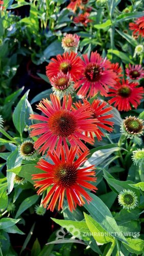 ECHINACEA PURPUREA – ORANGE SKIPPER