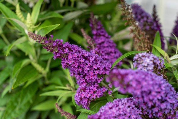 MOTÝLÍ KEŘ - BUDDLEJA DAVIDII BUTTERFLY CANDY LITTLE PURPLE