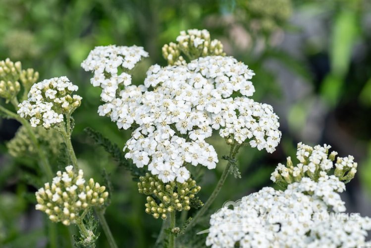 ACHILLEA MILLEFOLIUM SCHNEETALER