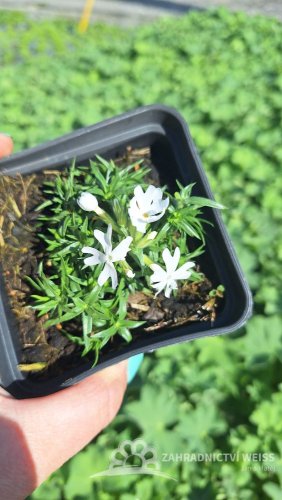 FLOX SKALKOVÝ - PHLOX SUBULATA SNOWFLAKE