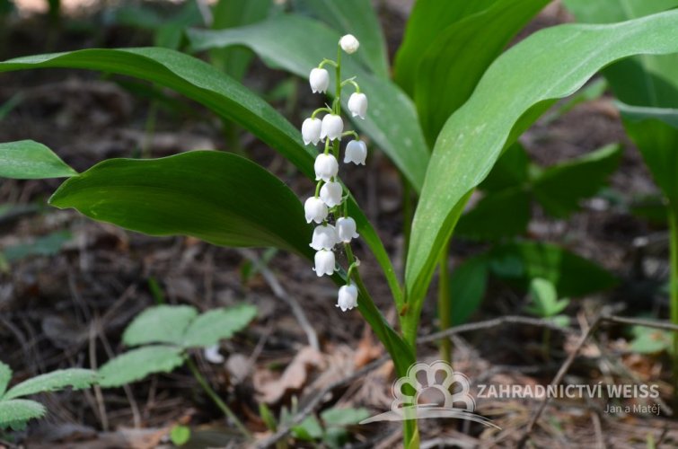 KONVALINKA - CONVALLARIA MAJALIS