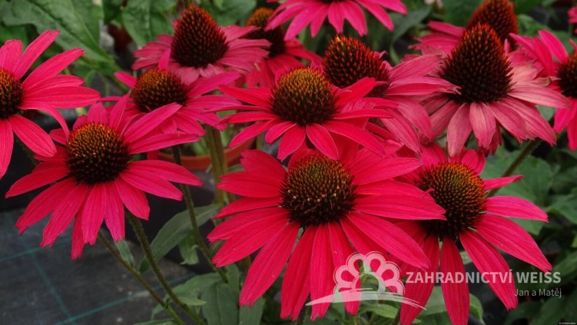 ECHINACEA GLOWING DREAM