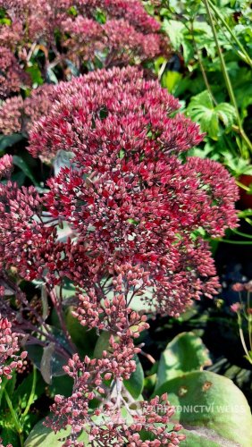 SEDUM TELEPHIUM THUNDERHEAD