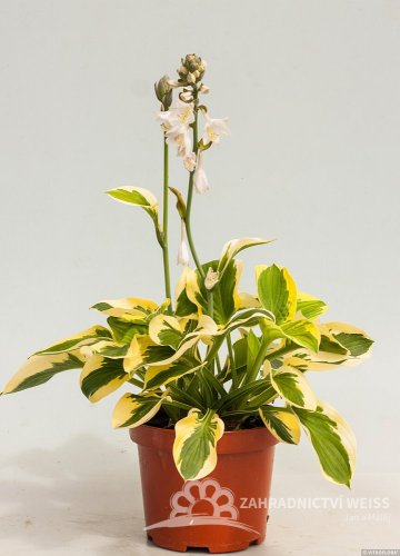 HOSTA - "BRIM CUP"