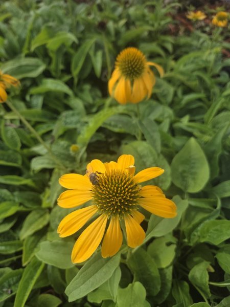 ECHINACEA PURP. PRAIRIE BLAZE GOLDEN YELLOW