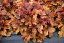 HEUCHERELLA x HYBRIDA BUTTERED RUM