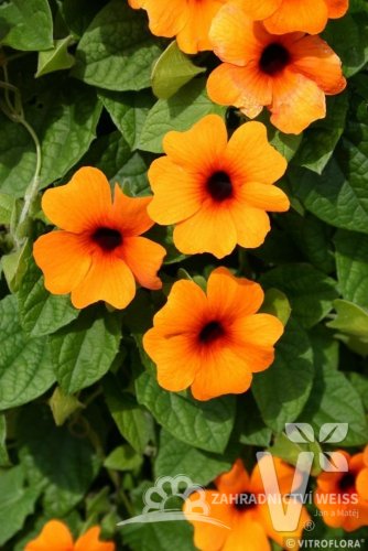 ČERNOOKÁ ZUZANA - SUNNY SUSY NEW ORANGE