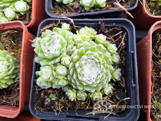 NETŘESK - SEMPERVIVUM HYB. SIRIUS