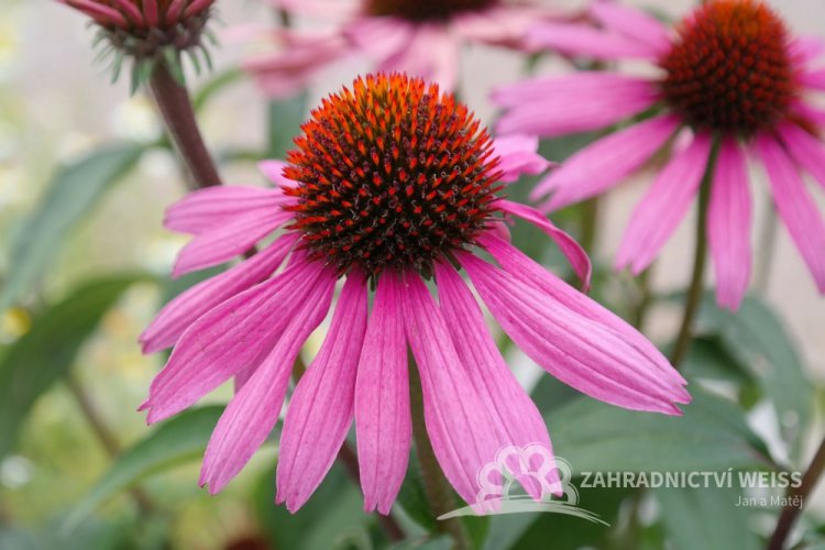 TŘAPATKA NACHOVÁ -  ECHINACEA RŮŽOVÁ