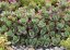 SEDUM SUNSPARKLER " LIME ZINGER"  ®