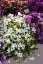 TAŘIČKA - AUBRIETA HYBRIDA - AXCENT WHITE