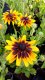 RUDBECKIA - "SMILEYZ PARTY"