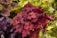 HEUCHERA FIRE ALARM
