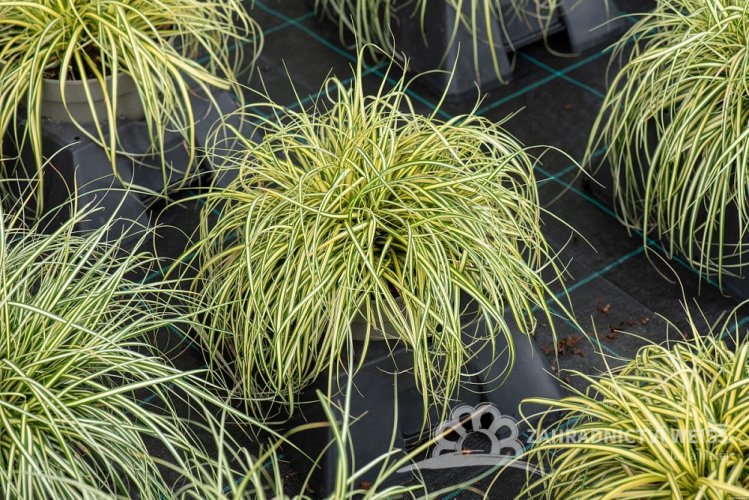 CAREX OSHIMENSIS EVERGOLD