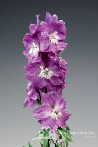 DELPHINIUM EXCALIBUR LILAC ROSE WHITE BEE