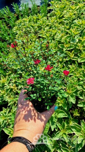 RŮŽIČKA – ROSA LILLY ROSE
