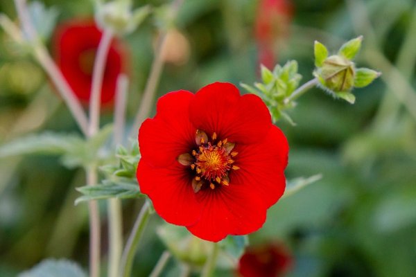 MOCHNA ČERVENÁ - POTENTILLA ATROSANGUINE RED