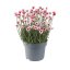 KOPRETINA MAROCKÁ - RHODANTHEMUM HOSMARIENSE ZAGORA PINK ®
