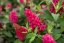MOTÝLÍ KEŘ - BUDDLEJA BUTTERFLY CANDY LITTLE RUBY