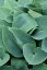 HOSTA  "HALCYON"