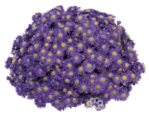 ASTRA PODZIMNÍ - ASTER MAGIC BLUE